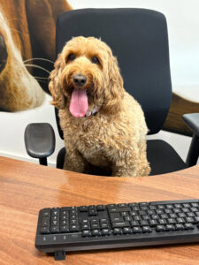 Celebrating 11 Years of Bring Your Dog to Work Day — Here’s Why It Still Matters 